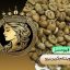 قهوه سبز ویتنام گرین پرو